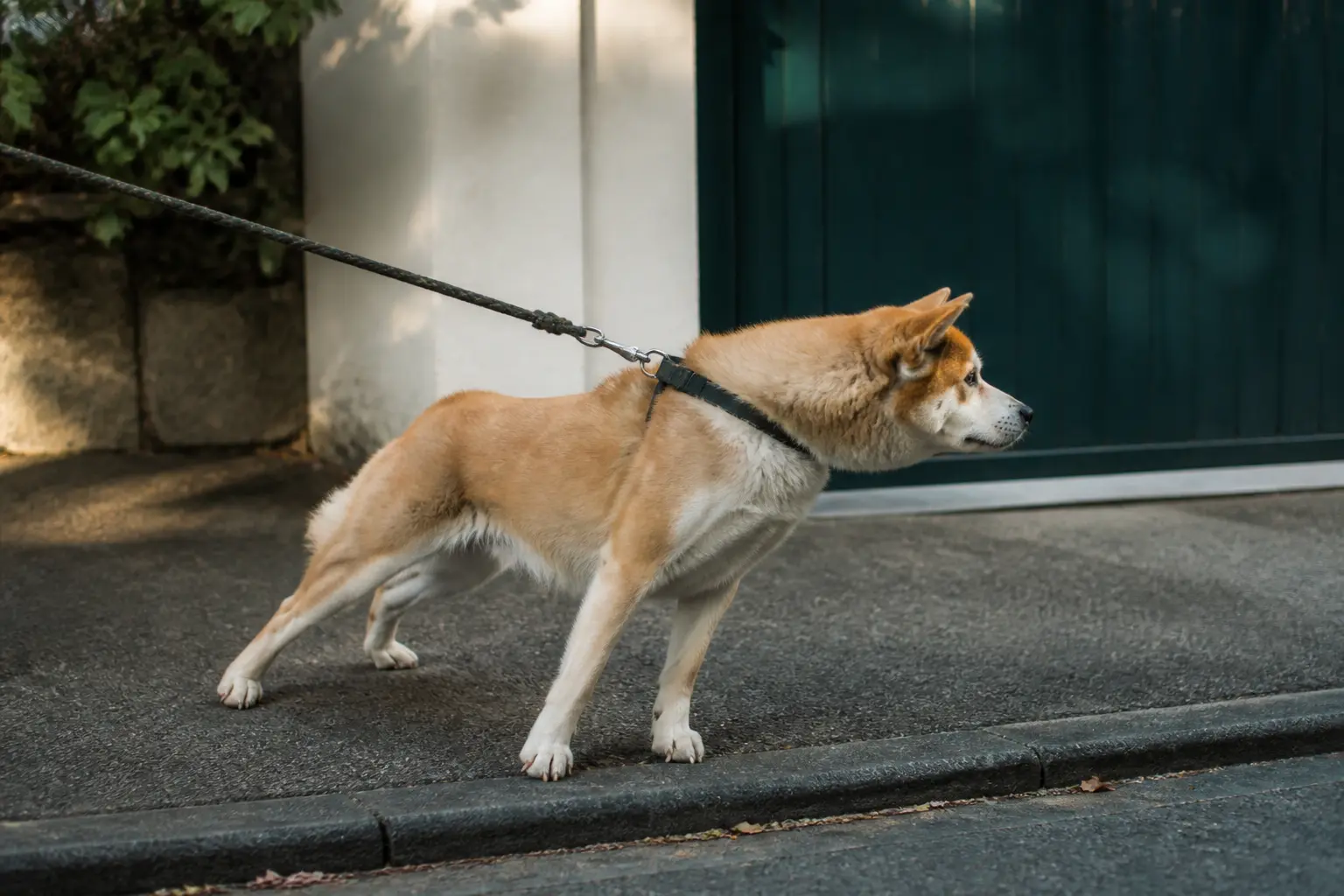 Chien qui tire en laisse sur un trottoir résidentiel, près d’un portail, en lumière naturelle douce