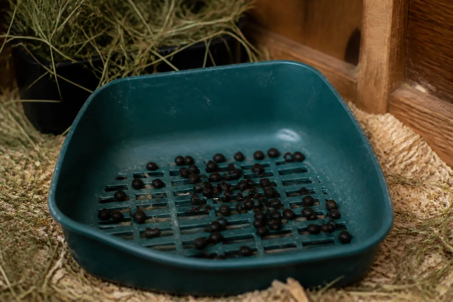Crotte de lapin dans un bac à litière, gros plan dans un clapier avec foin et lumière douce naturelle
