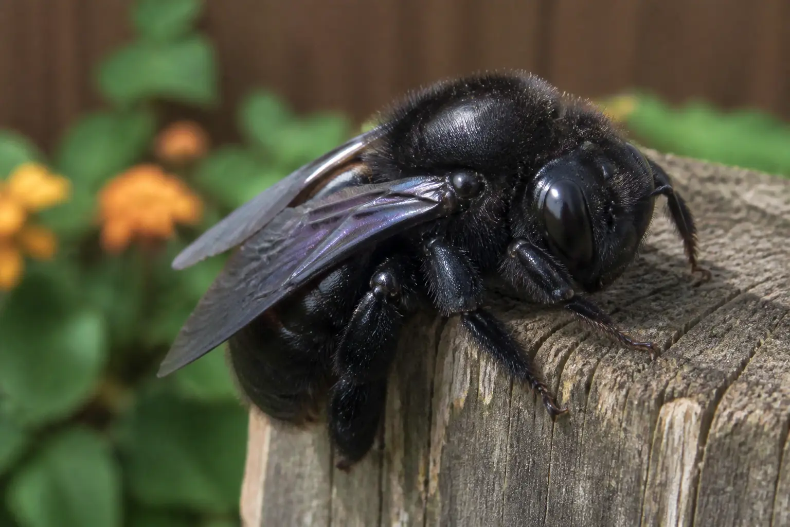 Frelon noir : gros insecte noir sur poteau en bois, macro en jardin, fond vert flou, lumière naturelle douce