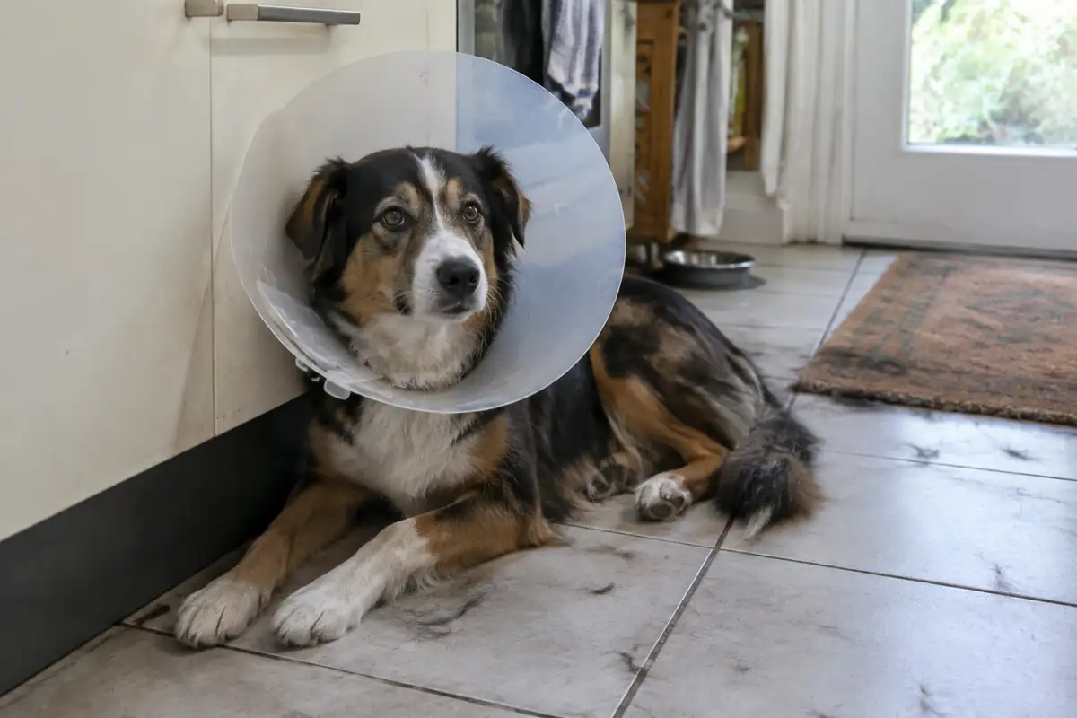 Chien en collerette : organiser la maison pour les jours qui viennent