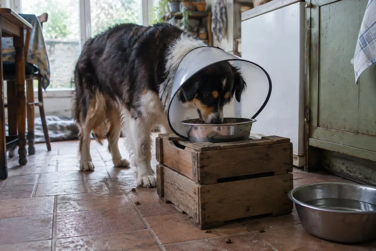 Chien portant une collerette mangeant dans une gamelle surélevée sur une caisse