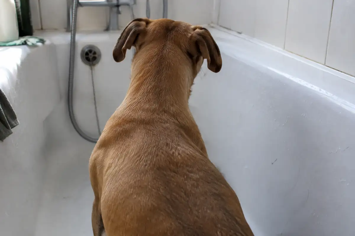 Chien à poil ras vu de dos dans une baignoire de salle de bain
