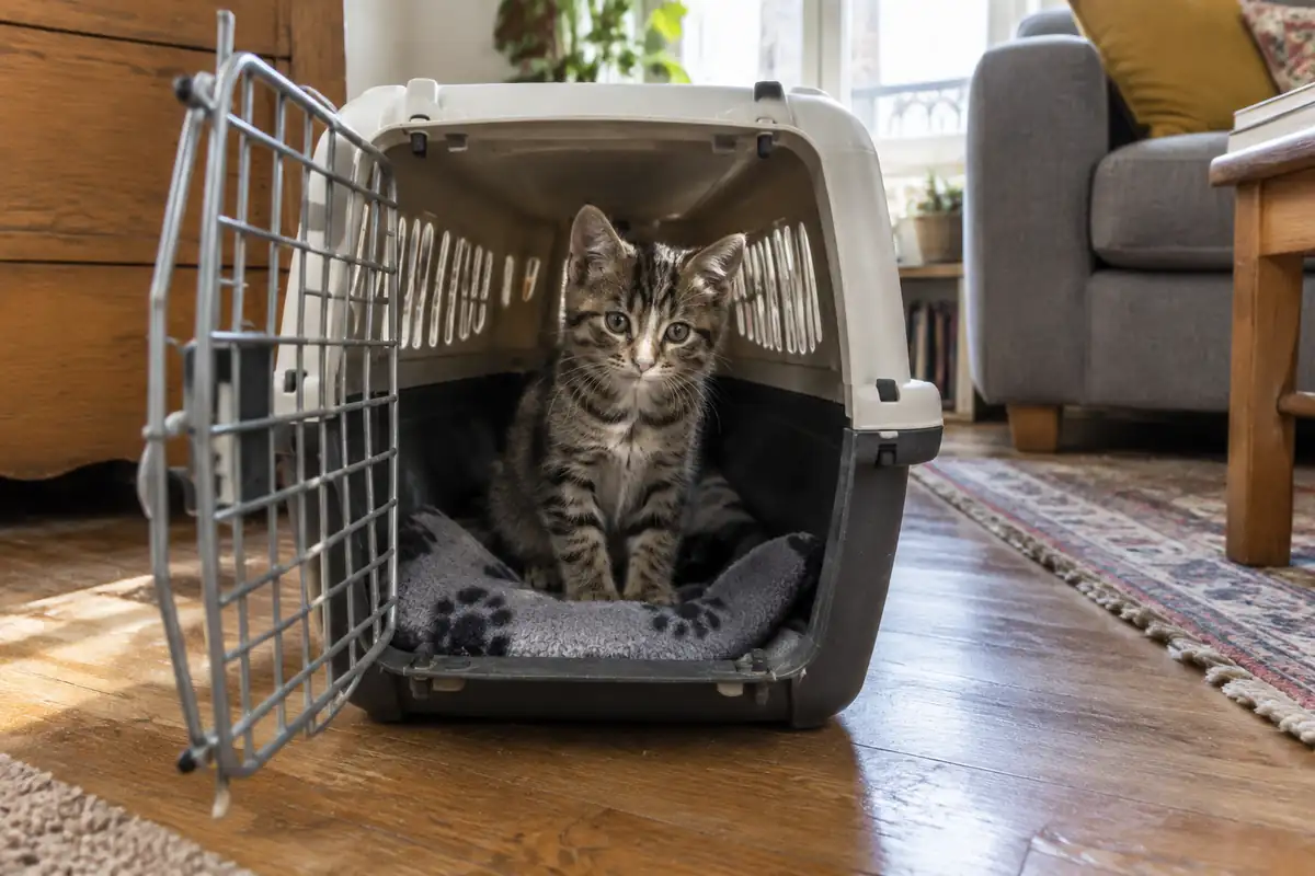 Stériliser un chaton : l'âge selon son cas, la journée de l'opération et le retour à la maison
