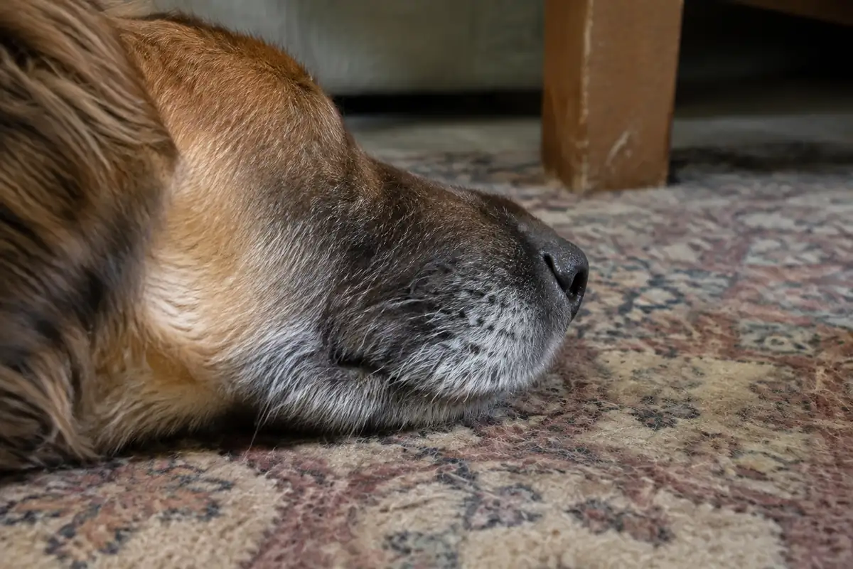 Conjonctivite chez le chien : les signes, et quand l'œil rouge n'est plus une conjonctivite
