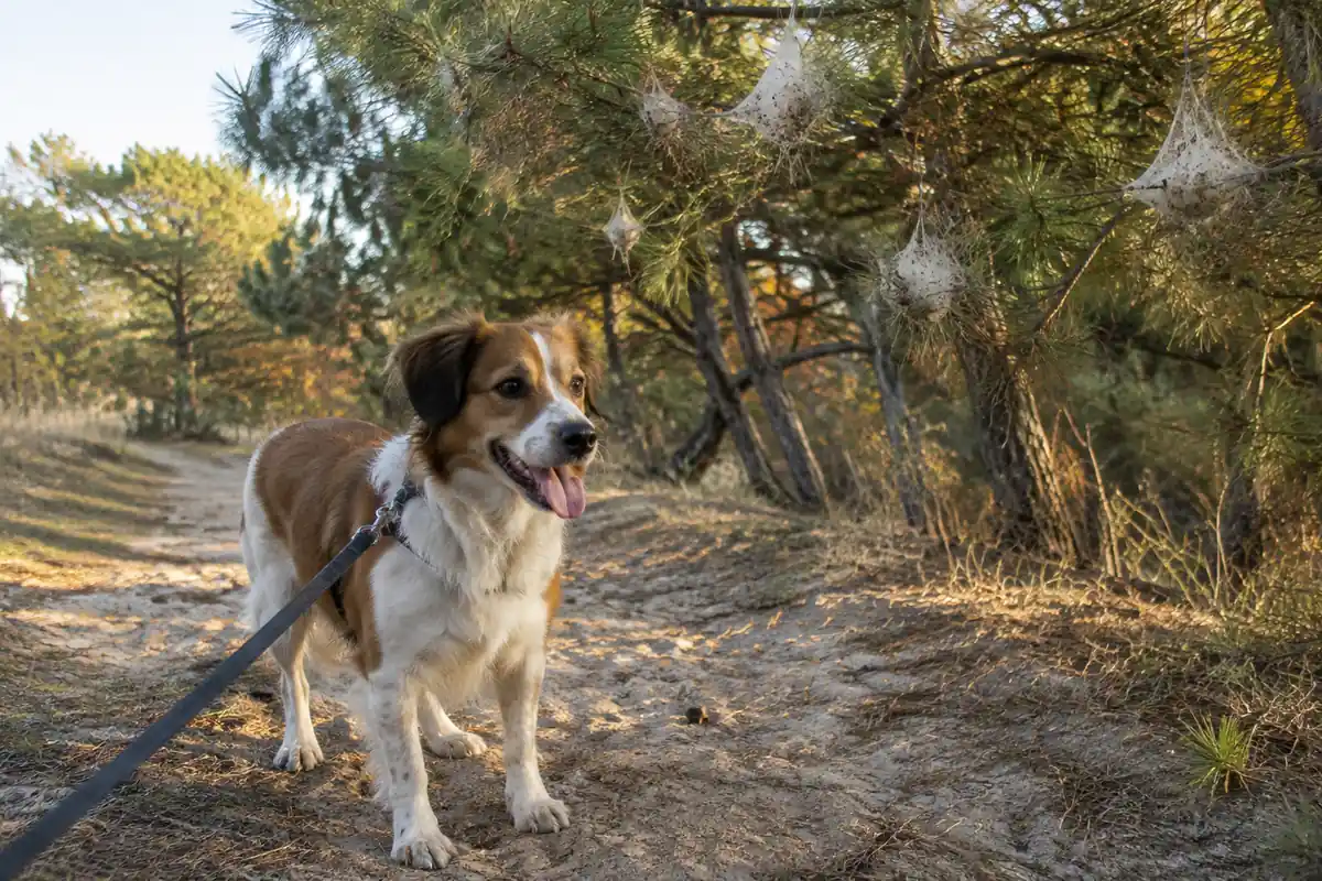 Chien en laisse sur un chemin sablonneux sous des pins, nids blancs de chenilles dans les branches